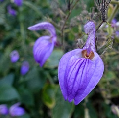DSC02350a